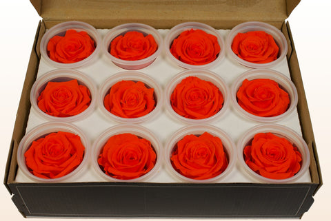 Tamaño S, 12 rosas