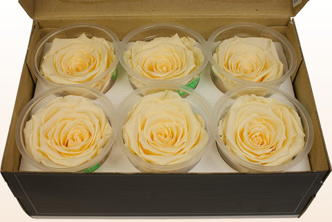 Tamaño XL, 6 rosas