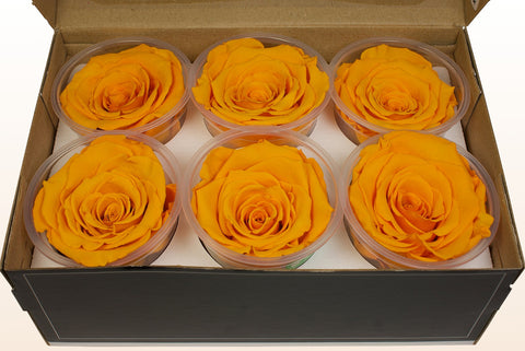 Tamaño XL, 6 rosas