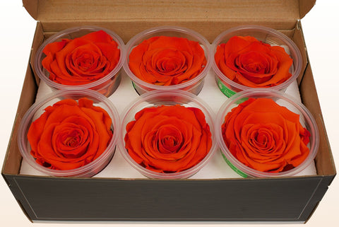 Tamaño XL, 6 rosas