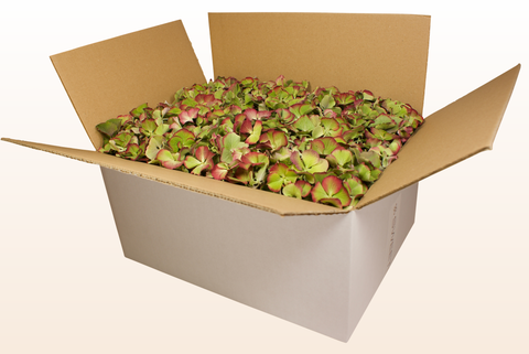 Caja de 24 litros