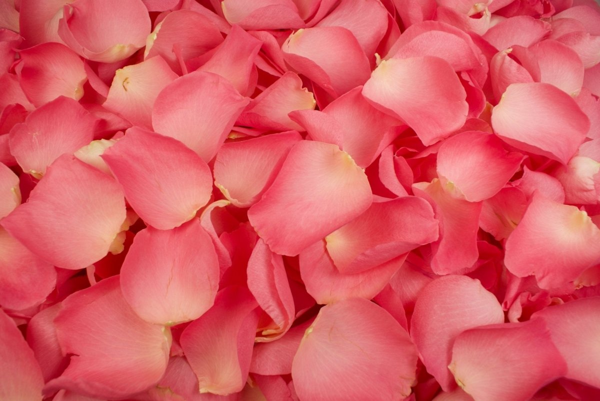Freeze-dried rose petals, sweet pink