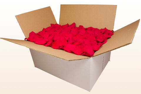 Caja de 24 litros