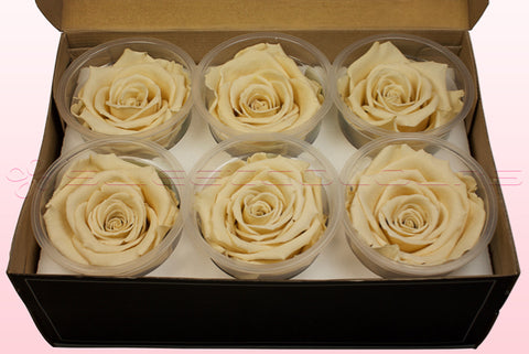 Tamaño XL, 6 rosas