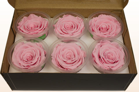 Tamaño L, 6 rosas