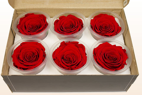 Tamaño L, 6 rosas