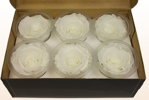 Tamaño L, 6 rosas