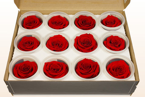 Tamaño S, 12 rosas