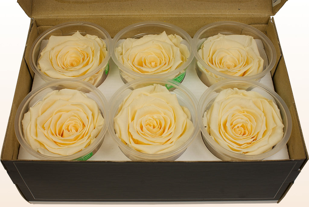 Roseamor_Preservedroses_SizeXL-6roses_Custard_CHA-99