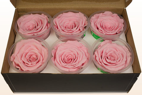 Tamaño XL, 6 rosas
