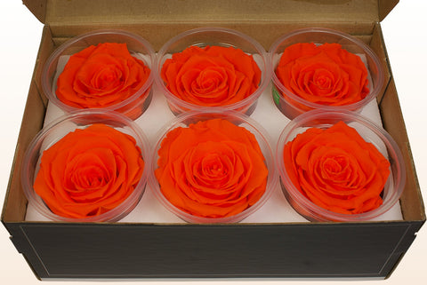Tamaño XL, 6 rosas
