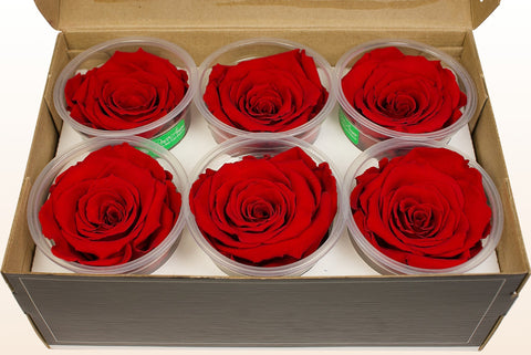 Tamaño XL, 6 rosas