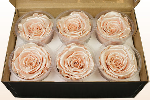 Tamaño XL, 6 rosas