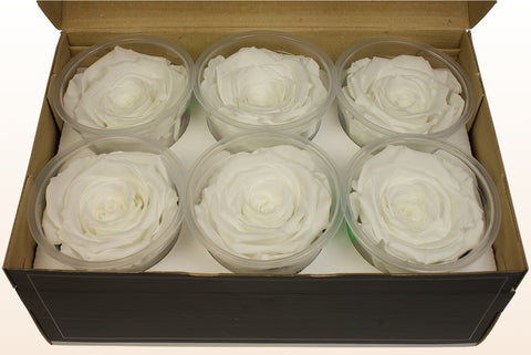 Tamaño XL, 6 rosas