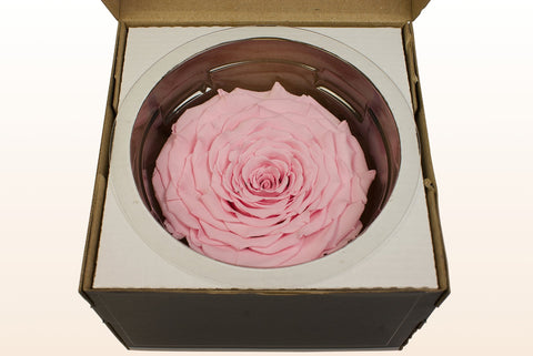 Tamaño XXL, 1 rosa