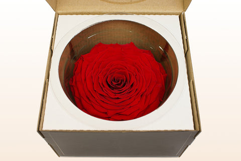 Tamaño XXL, 1 rosa
