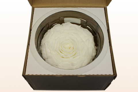 Tamaño XXL, 1 rosa